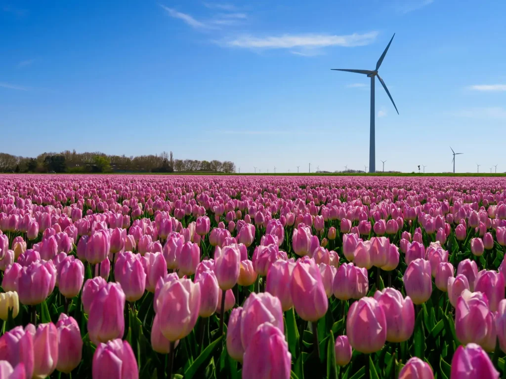Colorful tulip fields near La Conner WA, one of the best small towns in Washington State