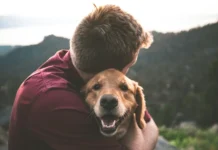 Bisbee AZ Pet Friendly Guide: Where to Stay, Eat & Explore With Your Dog (2026) Bisbee AZ pet friendly guide featuring a dog exploring historic downtown Bisbee with pet-friendly hotels, restaurants, hiking trails, and scenic streets.