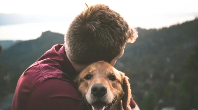 Bisbee AZ Pet Friendly Guide: Where to Stay, Eat & Explore With Your Dog (2026) Bisbee AZ pet friendly guide featuring a dog exploring historic downtown Bisbee with pet-friendly hotels, restaurants, hiking trails, and scenic streets.