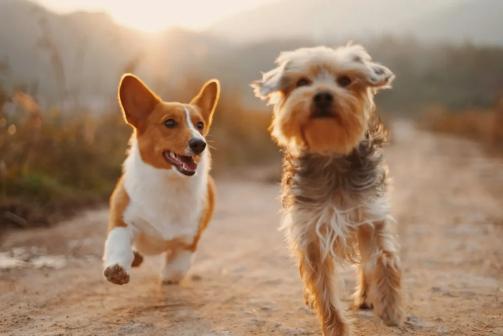 Dog walking with its owner on a pet-friendly hiking trail in Bisbee AZ surrounded by scenic canyon views and historic mining landscapes.