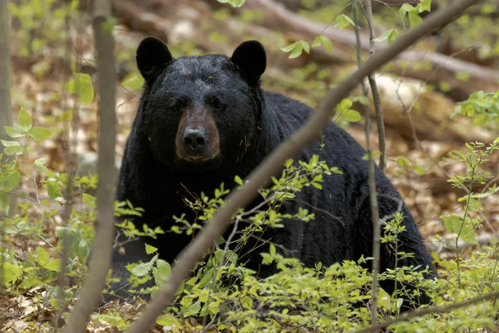 Wildlife in Methow Valley near Winthrop WA featuring mule deer, bald eagles, black bears, and scenic North Cascades landscapes.